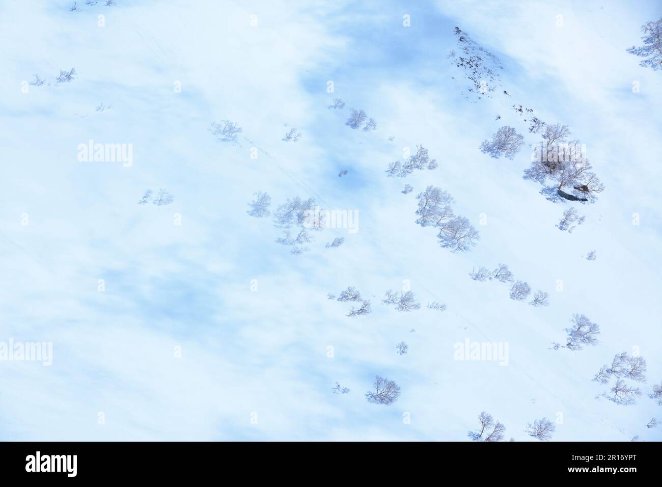Ein Schneefeld und Bäume wie russische Felsenbirken Stockfoto