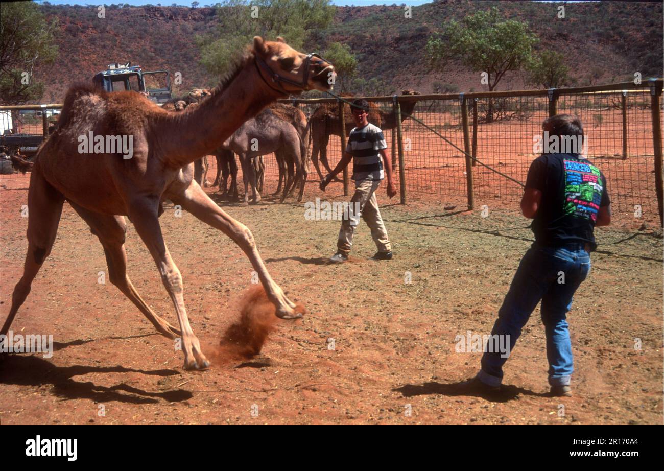 Einbruch in ein wildes Kamel, Northern Territory, Australien Stockfoto