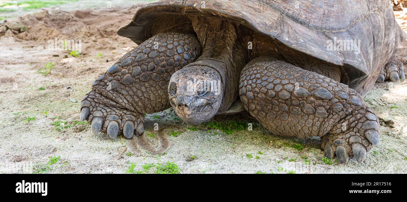Aldabra Riesenschildkröte in Nahaufnahme. Stockfoto