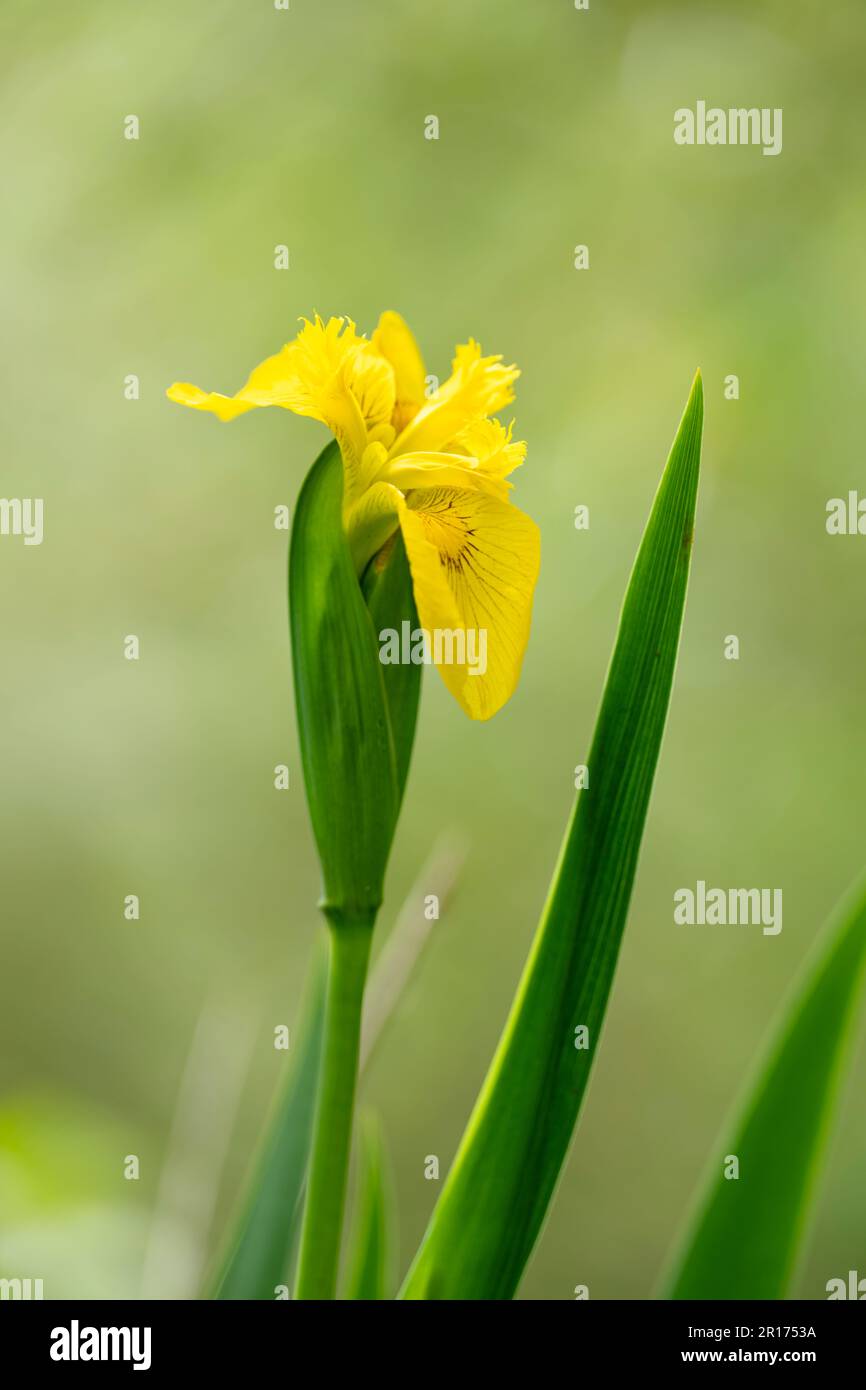 Eine Gelbe Iris (Iris pseudacorus), auch bekannt als Gelbe Flagge, wird oft in und um den Rand von Teichen, Seen, Flüssen und Bächen wachsen gesehen Stockfoto