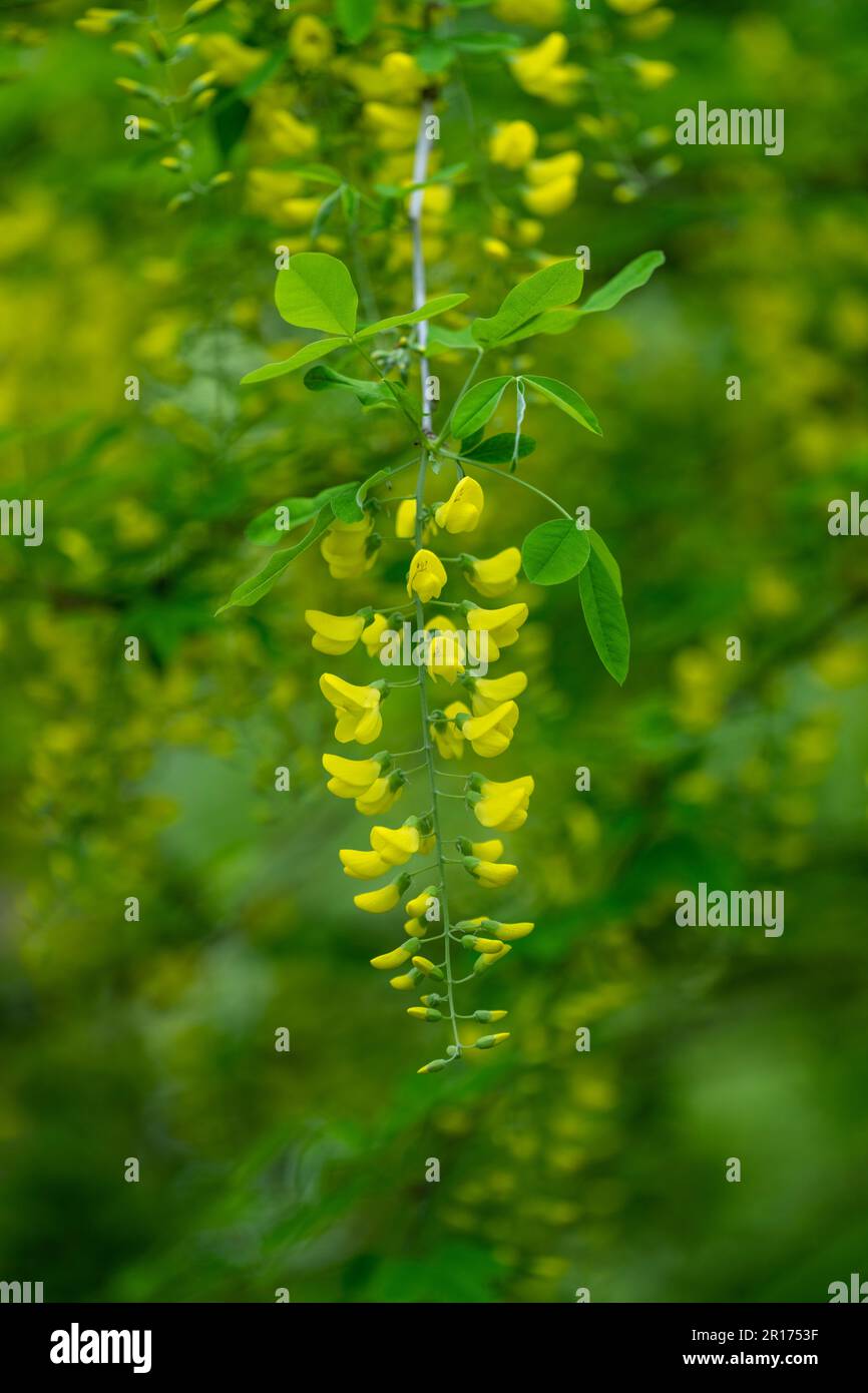 Die wunderschönen pendelgelben Blumen eines Laburnum-Baumes (Laburnum anagyroides) Stockfoto