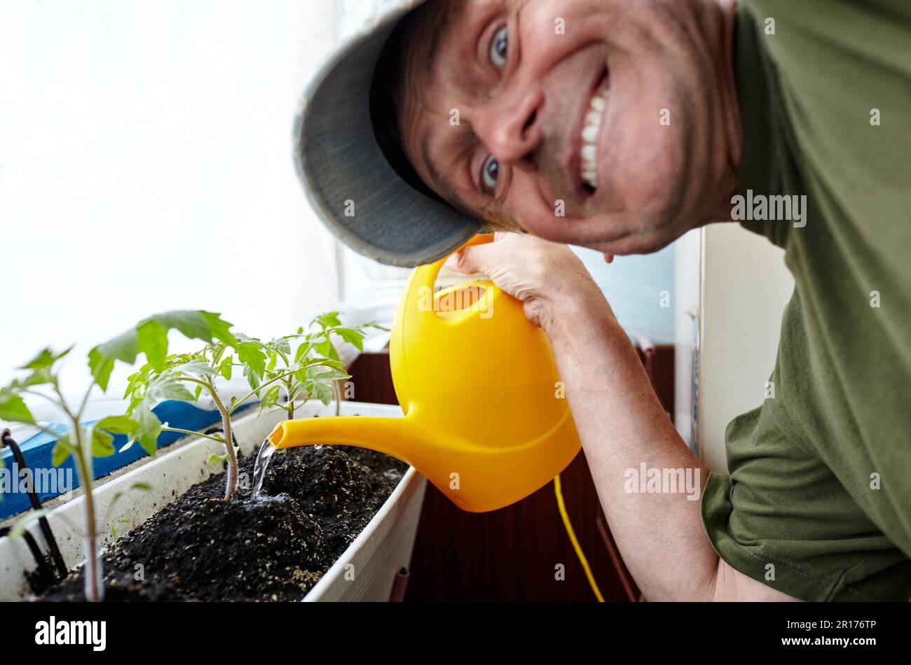 Alter Mann, der im Gewächshaus gärtnerte. Die Hände der Männer halten die Gießkannen und die Tomatenpflanze Stockfoto