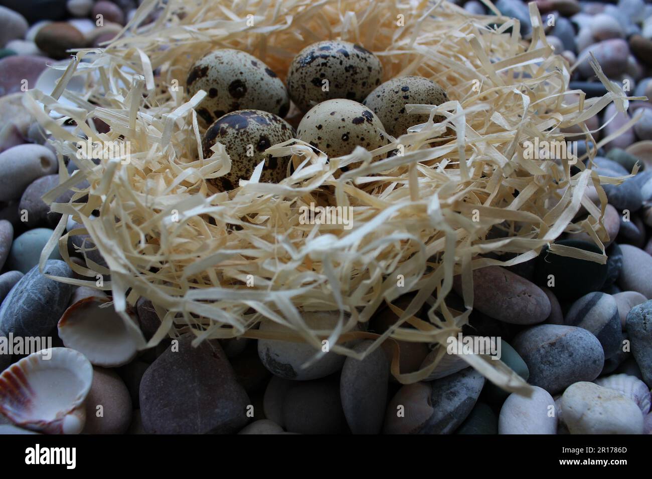 Five Birds Eggs with Spots in A Nest on Rocky Ground, Nahansicht Stockfoto