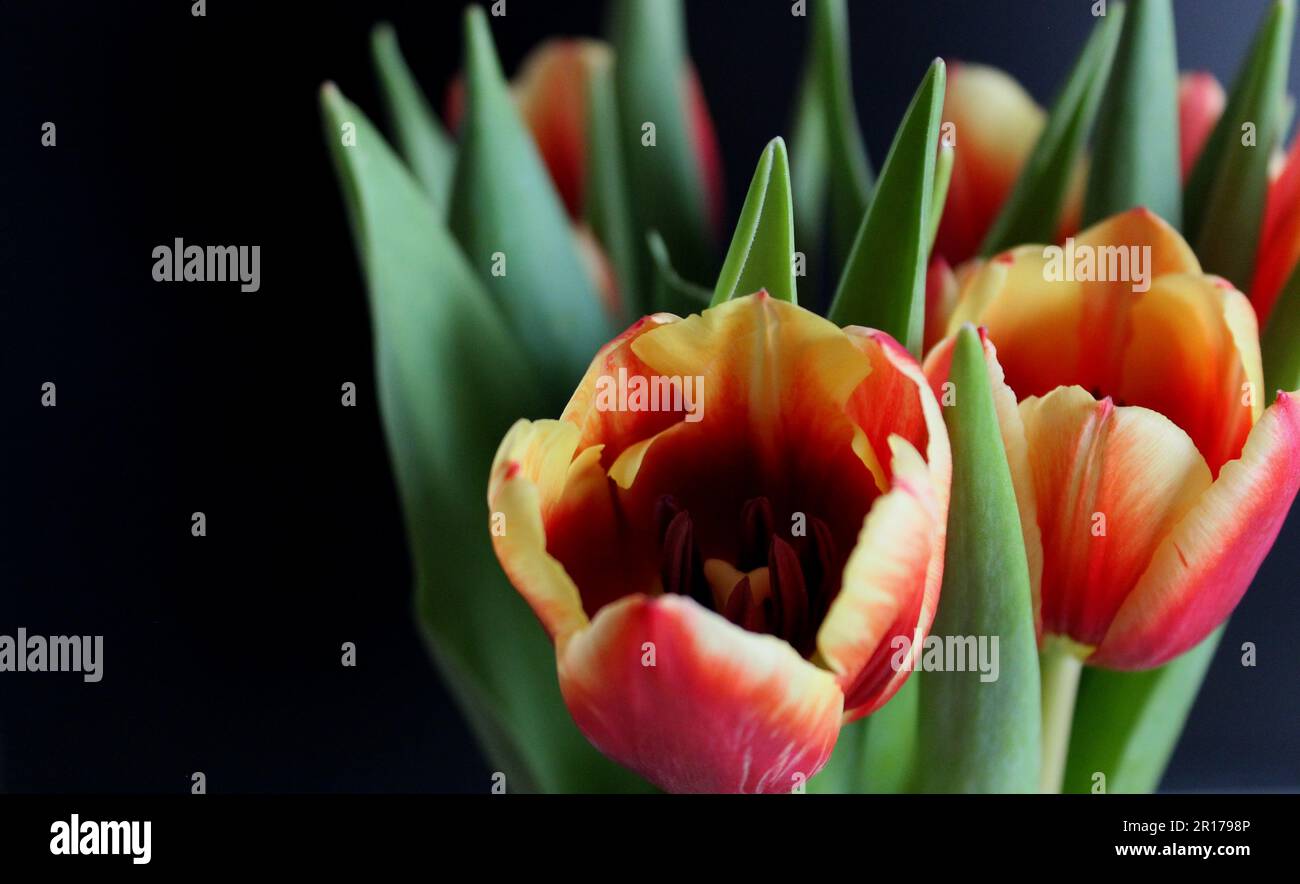 Nahaufnahme Von Selektiv Gezüchteten Tulpen Mit Roten Und Gelben Blütenblättern Auf Schwarzem Hintergrund Stockfoto