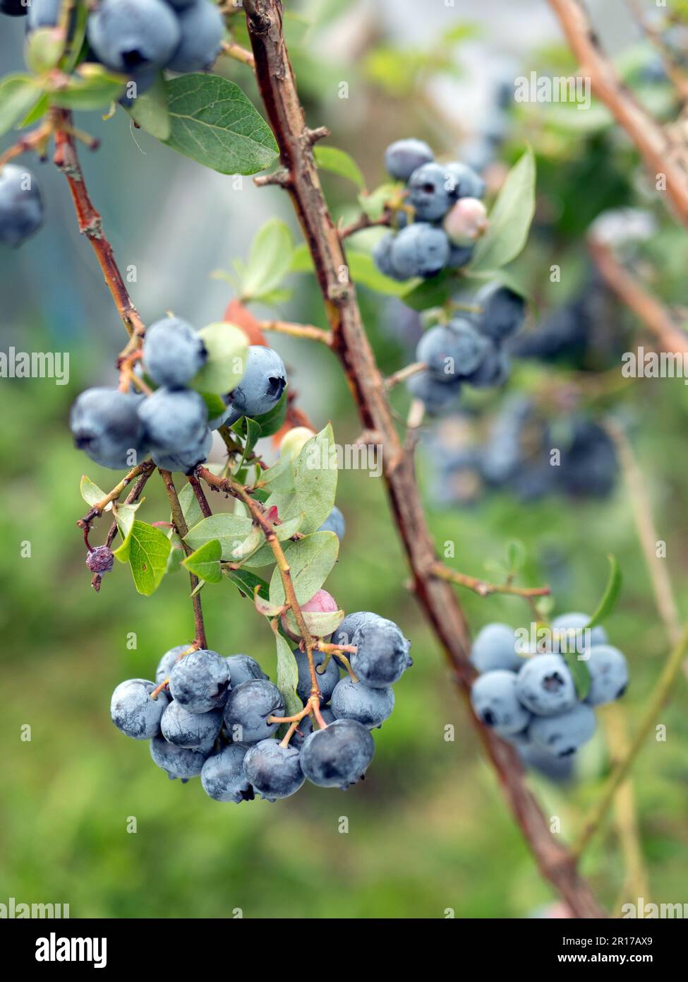 Reife Beeren im Blaubeerbusch, selektiver Fokus. Fruchtklumpen, Nahaufnahme. Reichhaltige Beerenernte, vertikales Format Stockfoto