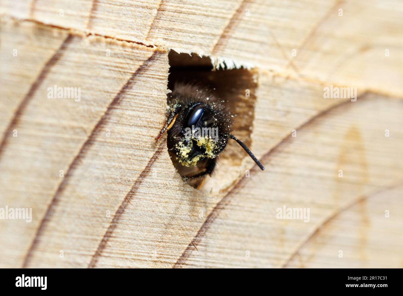Eine Red Mason Biene, Osmia bicornis, in einem Bienenhaus, erlauben die Häuser einsamen Bienen einen Platz, um Larven zu legen, die sie dann mit Schlamm bedecken. Sussex, Großbritannien Stockfoto