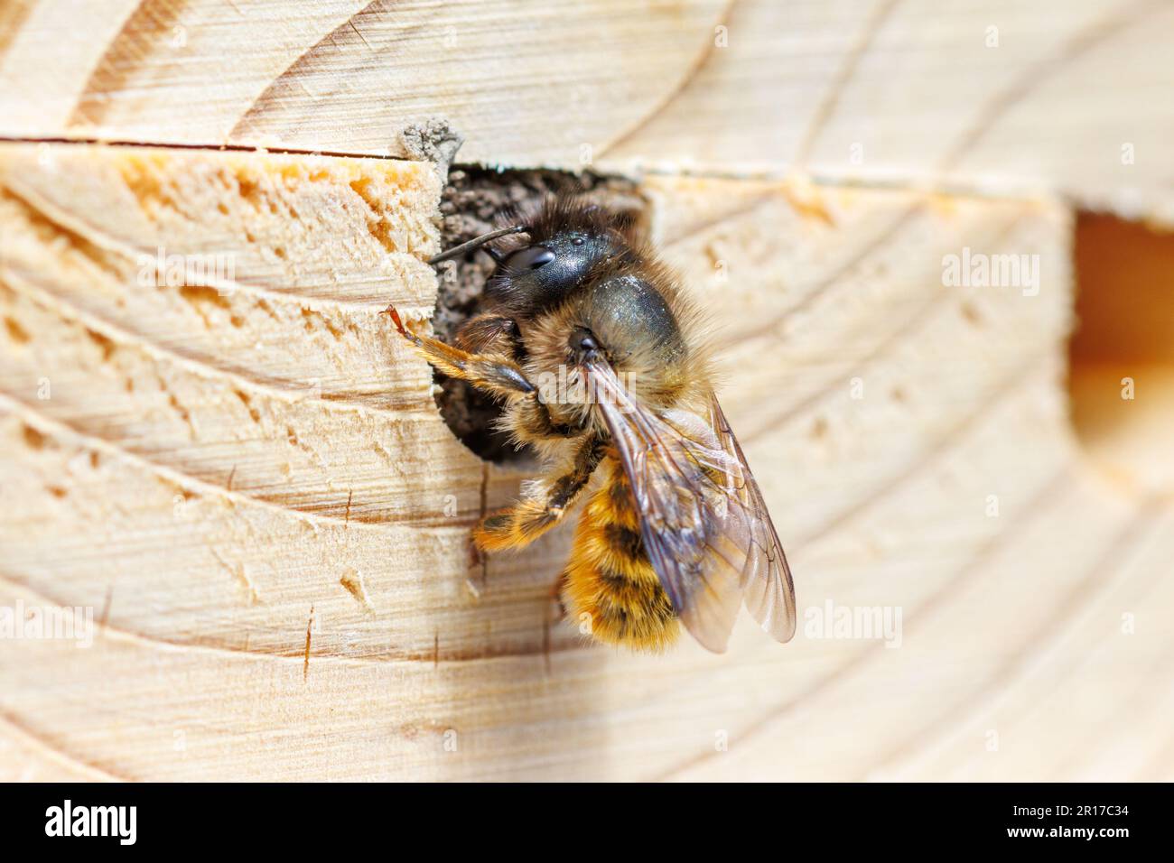 Eine Red Mason Biene, Osmia bicornis, in einem Bienenhaus, erlauben die Häuser einsamen Bienen einen Platz, um Larven zu legen, die sie dann mit Schlamm bedecken. Sussex, Großbritannien Stockfoto