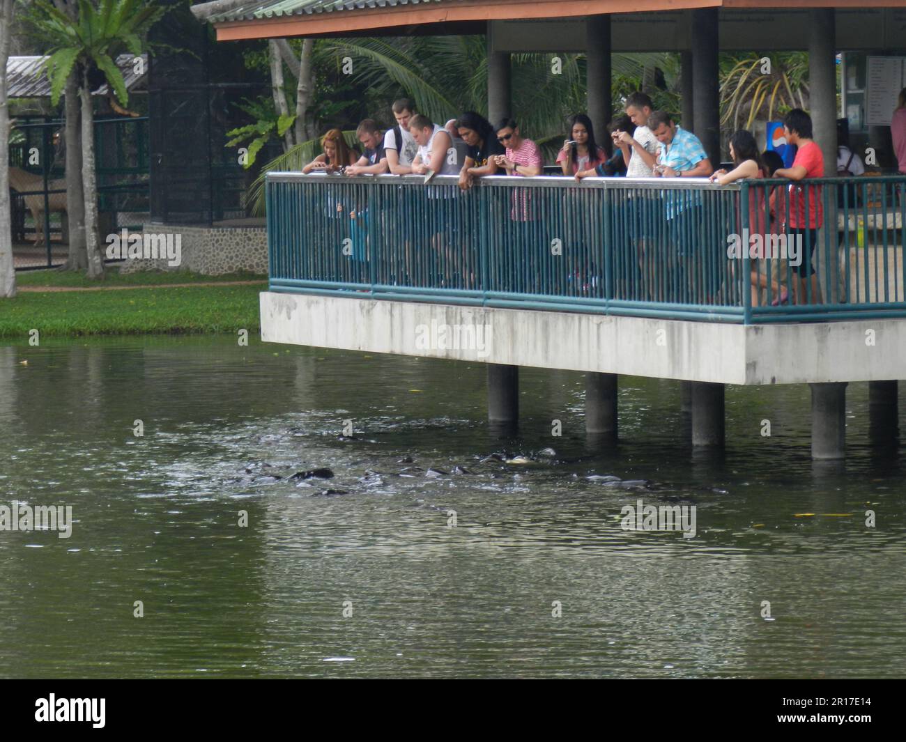 Thailand, Chonburi: Der Million Years Stone Park (Pattaya Crocodile Farm) - Fütterung der riesigen Wels. Stockfoto