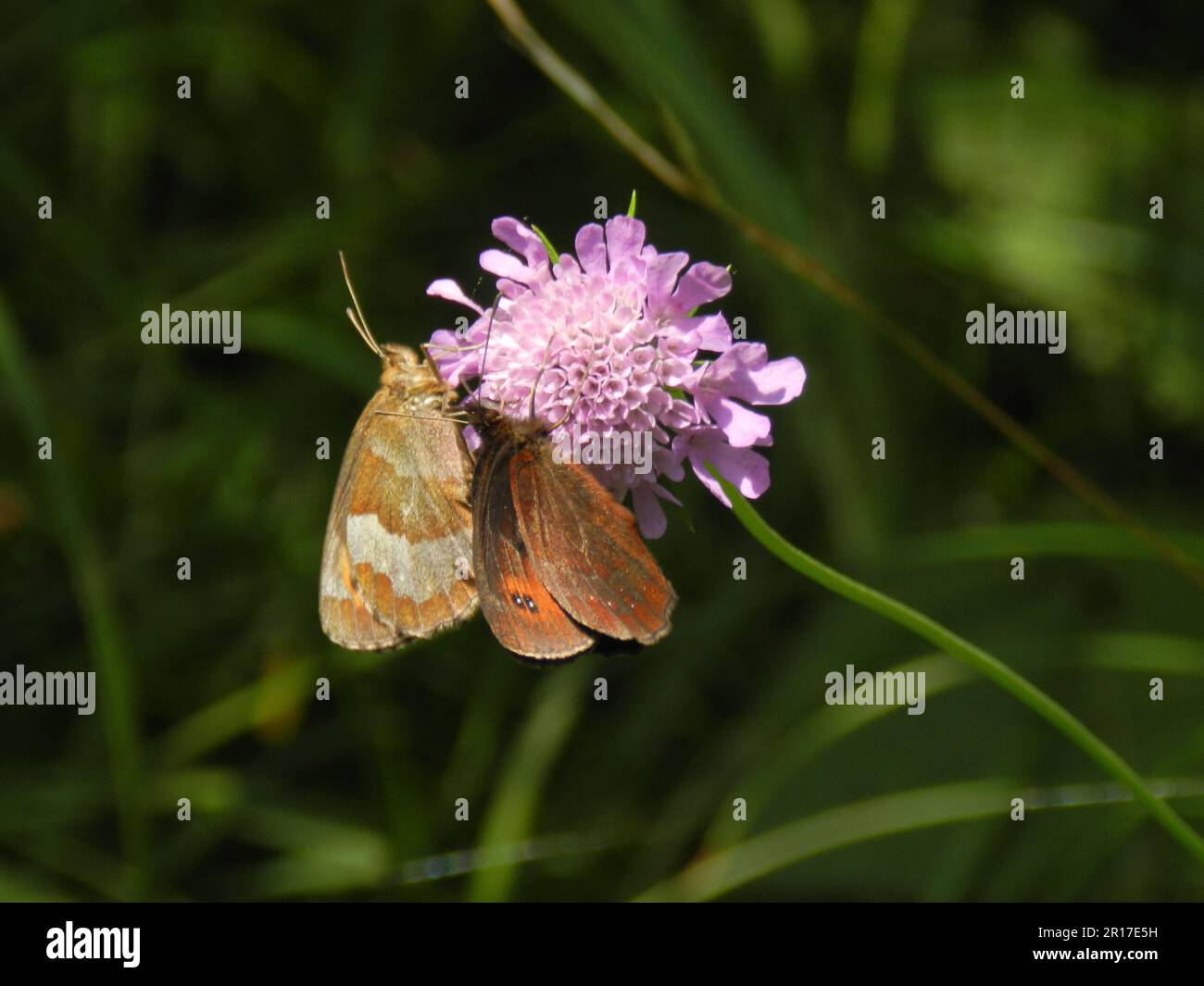 Deutschland, Oberbayern, Mittenwald: Ringelschmetterling im Wald (Erebia medusa) und Wiesenbrauner Schmetterling (Maniola jurtina) auf der Mo Stockfoto