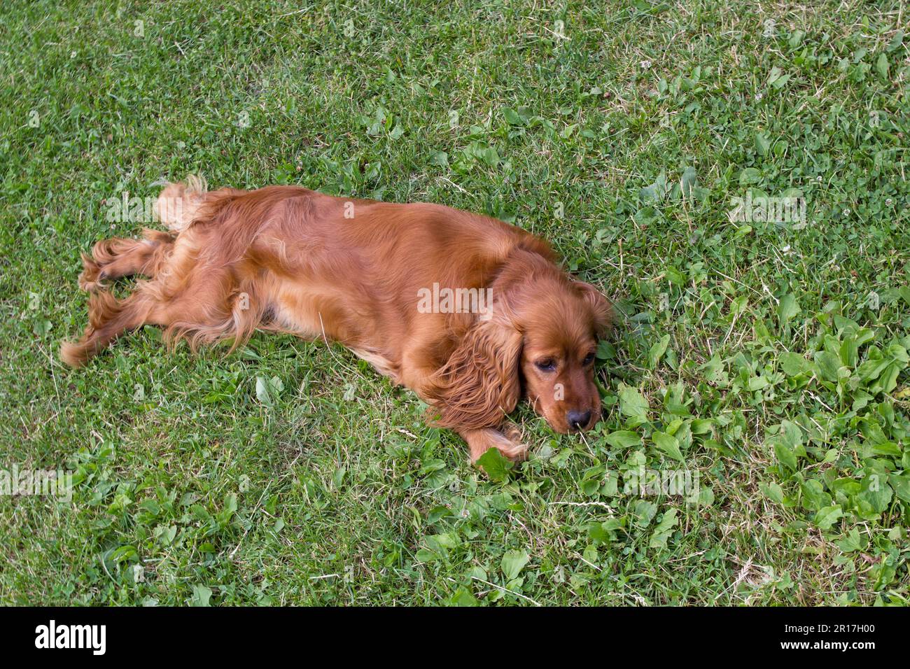 Goldener englischer Cocker Spaniel Hund, der an einem sonnigen Tag auf grünem Gras lag Stockfoto