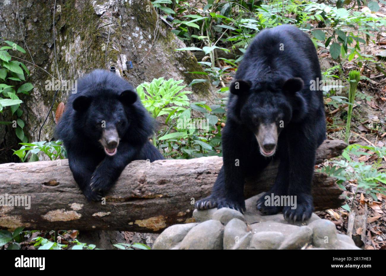 Laos, Luang Prabang: Asiatische Schwarzbären (Ursus thibetanus) im Tat Kuang Si Bear Rescue Centre, rund 30 km von Luang Prabang entfernt. Im April 2014 gab es die Stockfoto