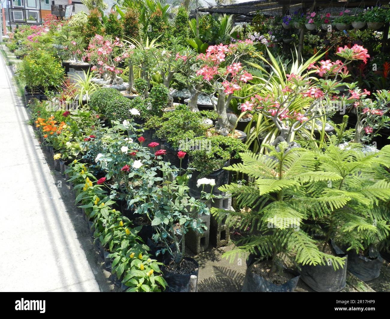 Philippinen, Angeles: Plumerias und andere exotische Pflanzen werden in einem Gartenladen verkauft. Stockfoto