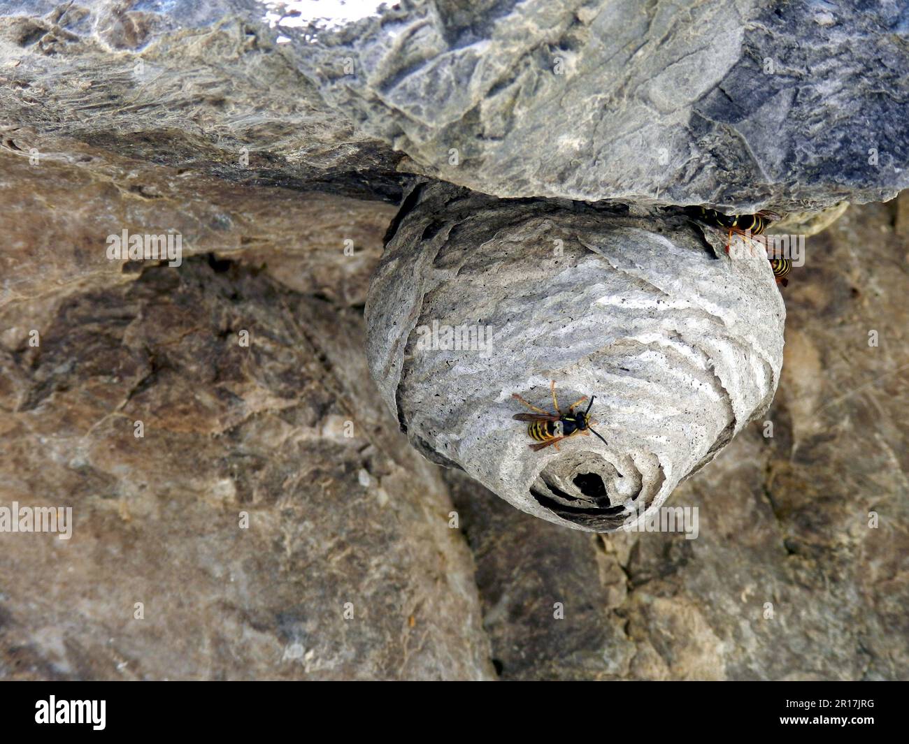 Österreich, Tirol, Pertisau: Nest von Potter-Wespen (Eumenidae) auf der Klippe auf dem Weg zum Plumsjoch. Stockfoto