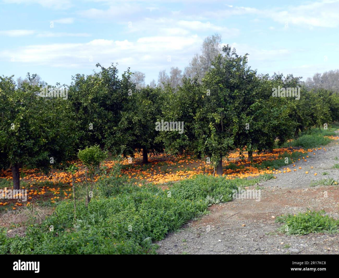 Zypern, Paphos: Orangenernte. Stockfoto