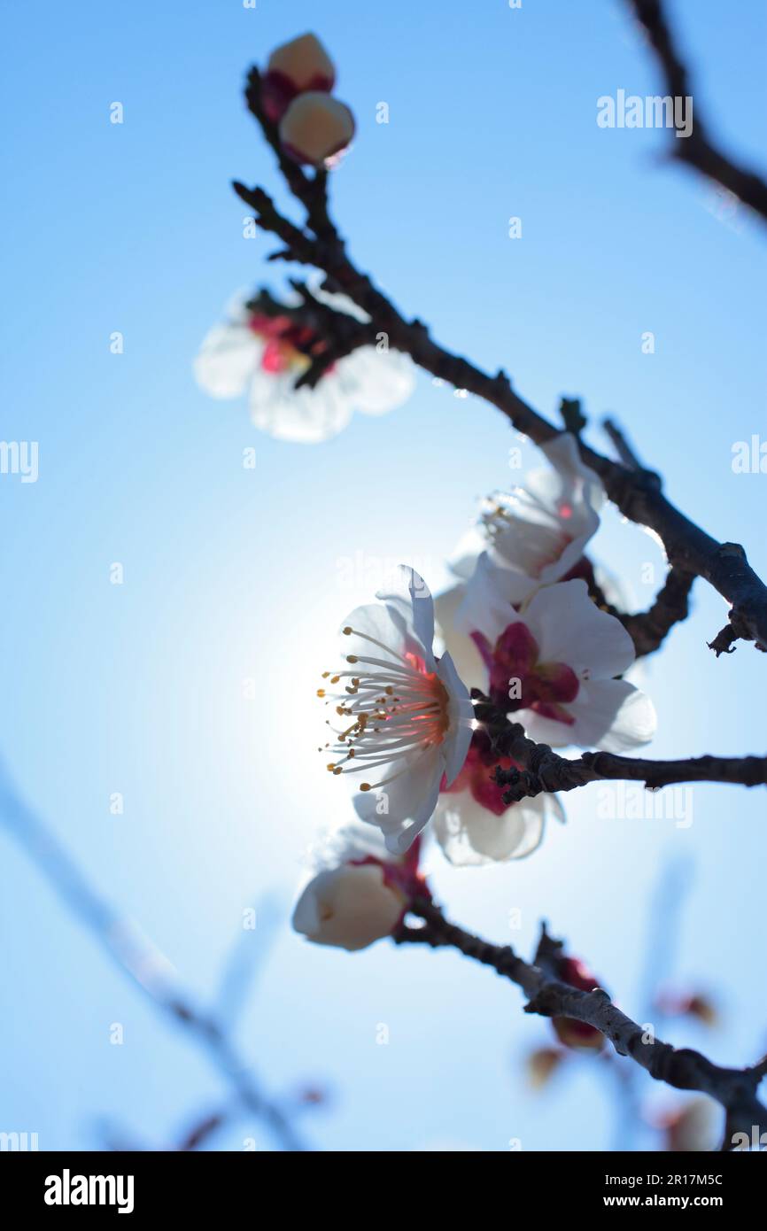 Pflaumenbaum im Schlosspark von Osaka Stockfoto