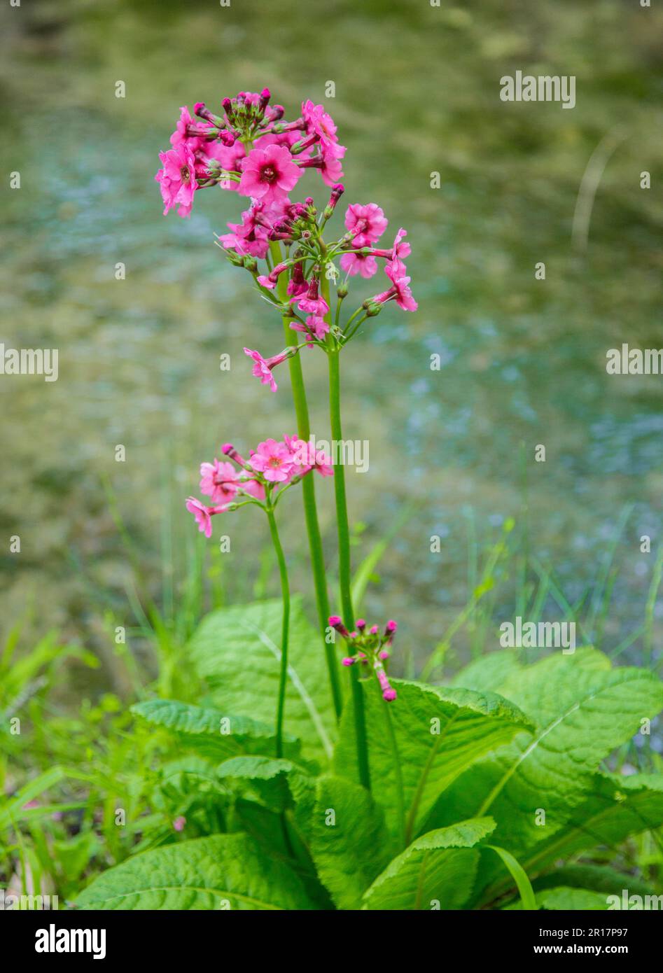 Senju buddha am Chuzenji-See und einem klaren Bach, wo die Blumen von Primula Japonica blühen Stockfoto