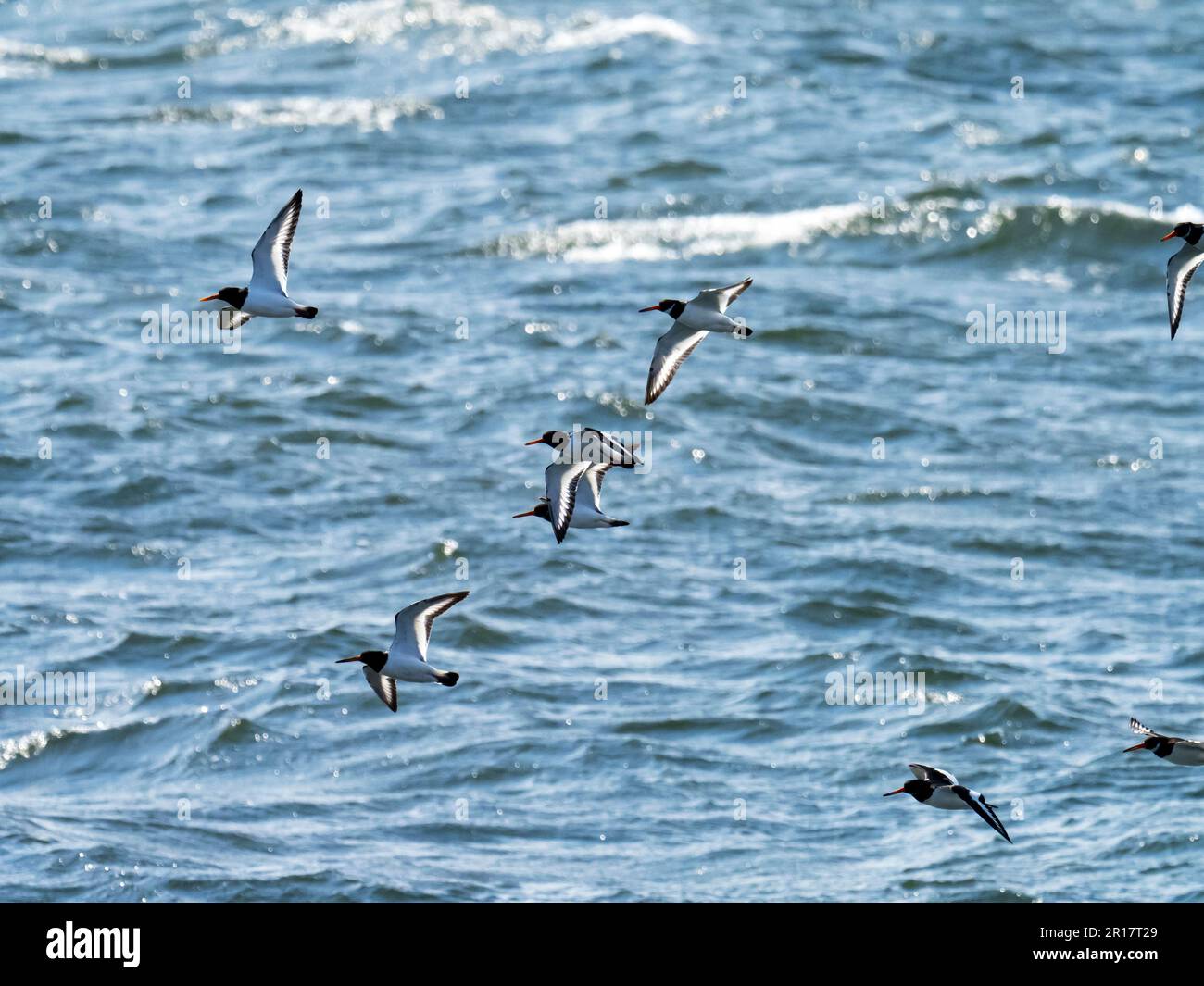 Oystercatcher, Haematopus ostralegus Flying at Hodbarrow, Millom, Cumbria, Vereinigtes Königreich. Stockfoto