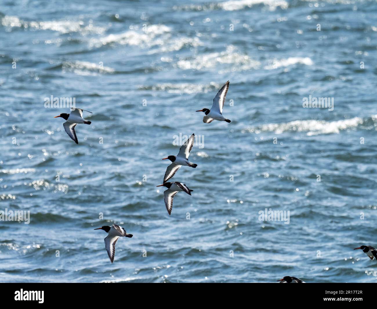Oystercatcher, Haematopus ostralegus Flying at Hodbarrow, Millom, Cumbria, Vereinigtes Königreich. Stockfoto