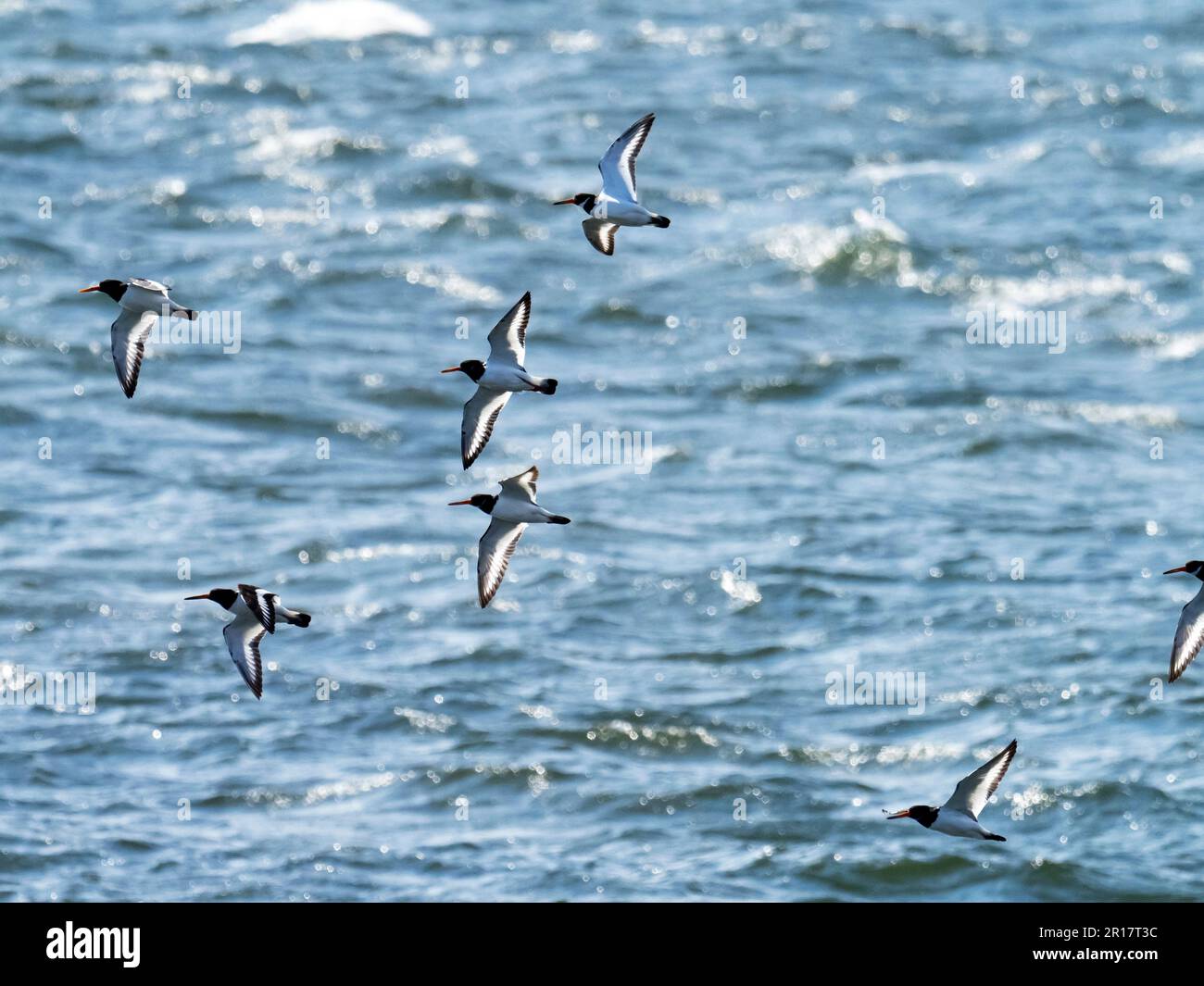 Oystercatcher, Haematopus ostralegus Flying at Hodbarrow, Millom, Cumbria, Vereinigtes Königreich. Stockfoto