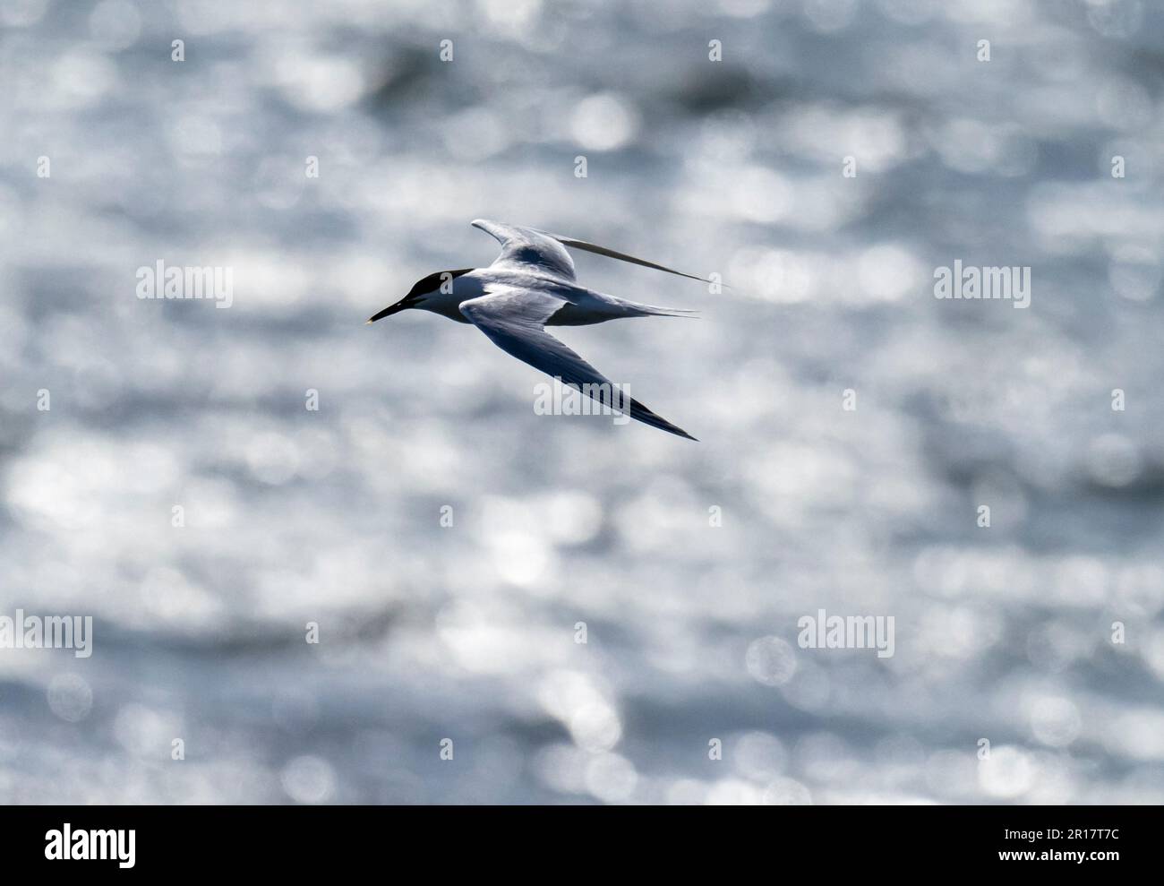Sandwich Tern, Thalasseus sandvicensis in Hodbarrow, Millom, Cumbria, Großbritannien. Stockfoto