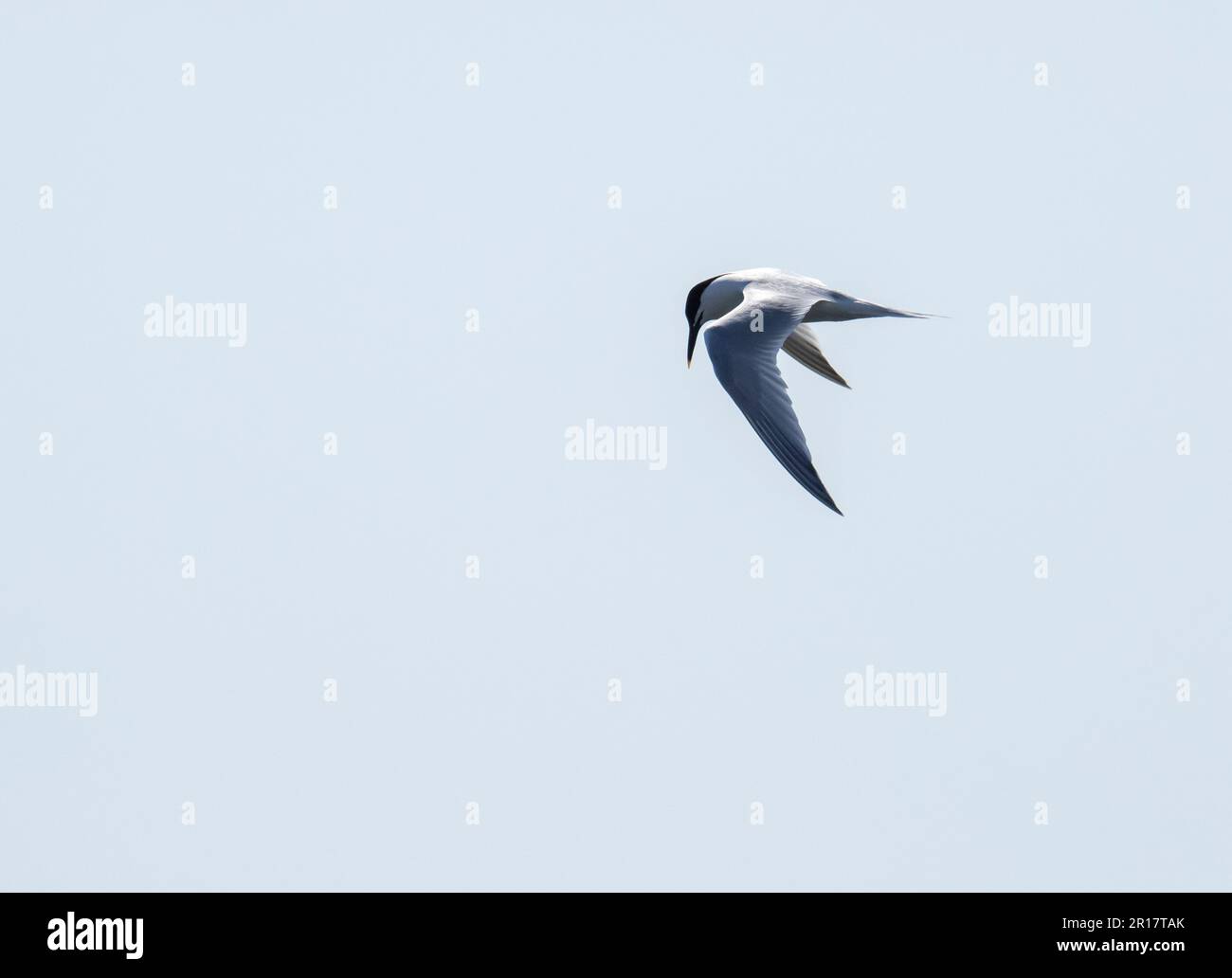 Sandwich Tern, Thalasseus sandvicensis in Hodbarrow, Millom, Cumbria, Großbritannien. Stockfoto