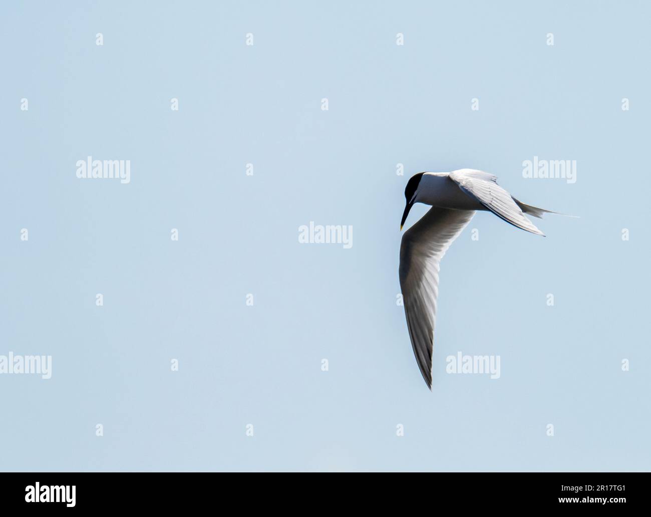 Sandwich Tern, Thalasseus sandvicensis in Hodbarrow, Millom, Cumbria, Großbritannien. Stockfoto