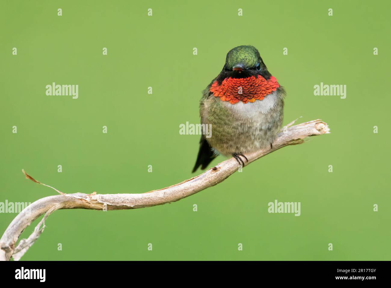 Ein rubinkehlender Kolibri auf einem Ast (Männlich) Stockfoto