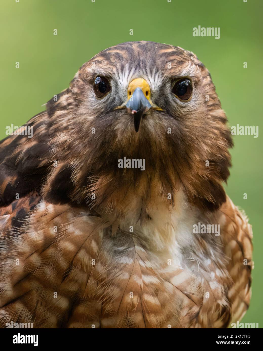 Ein Red-Shoulded Hawk Closeup Portrait Stockfoto