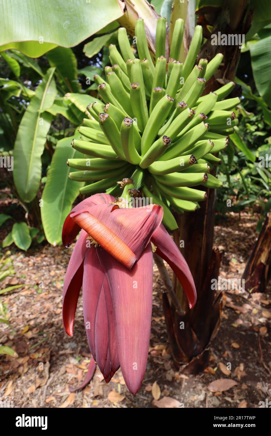 Bananenstiel eines Mehlbananen Stockfotografie - Alamy