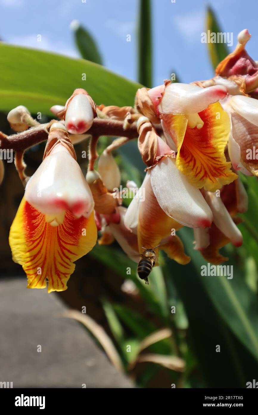 Biene nähert sich einer Blume des Muschelgingers (Alpinia zerumbet) Stockfoto