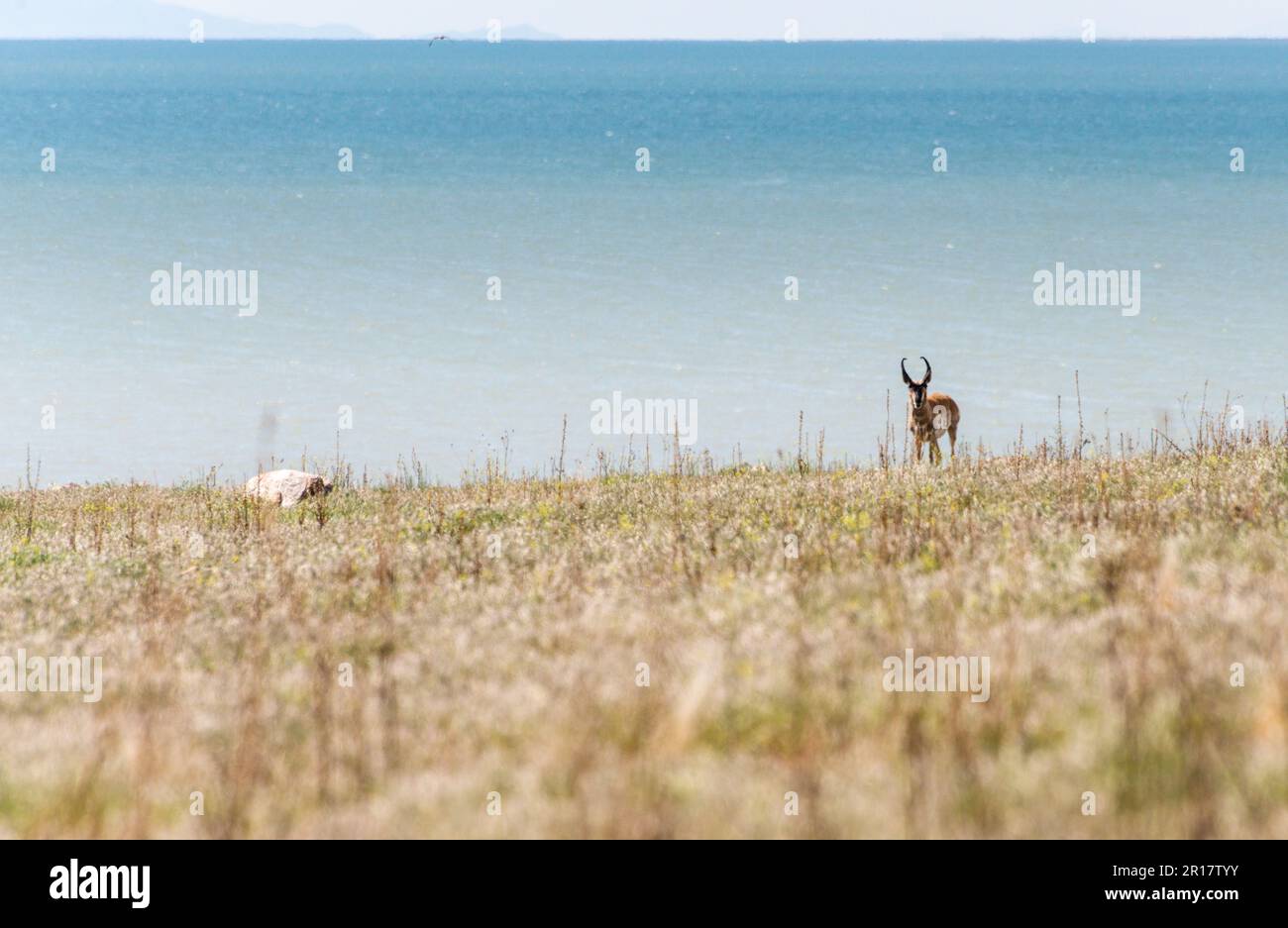Eine einsame Antilope, die durch die Prärie von Antelope Island bei Salt durchstreift Stockfoto