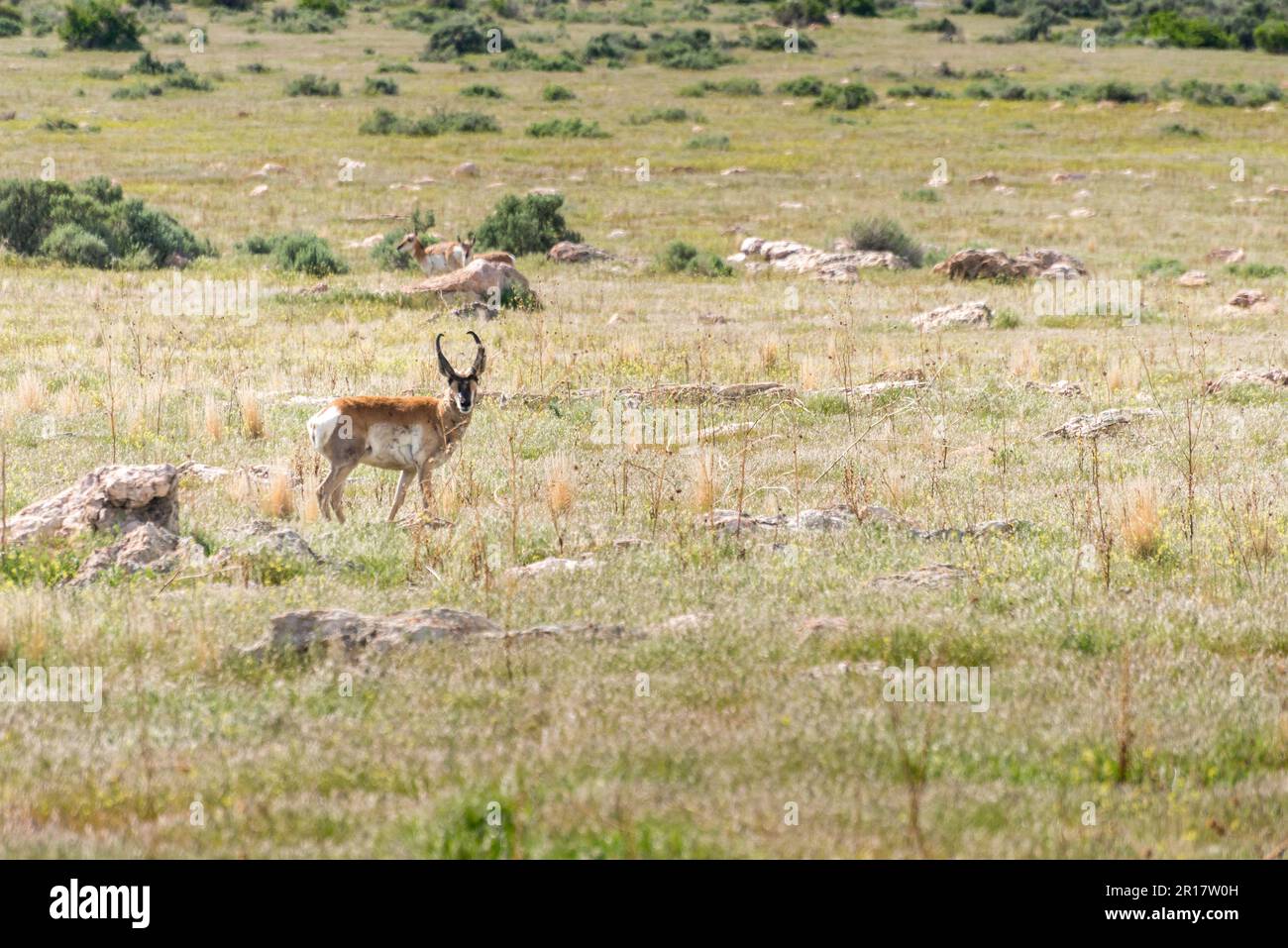 Eine einsame Antilope, die durch die Prärie von Antelope Island bei Salt durchstreift Stockfoto