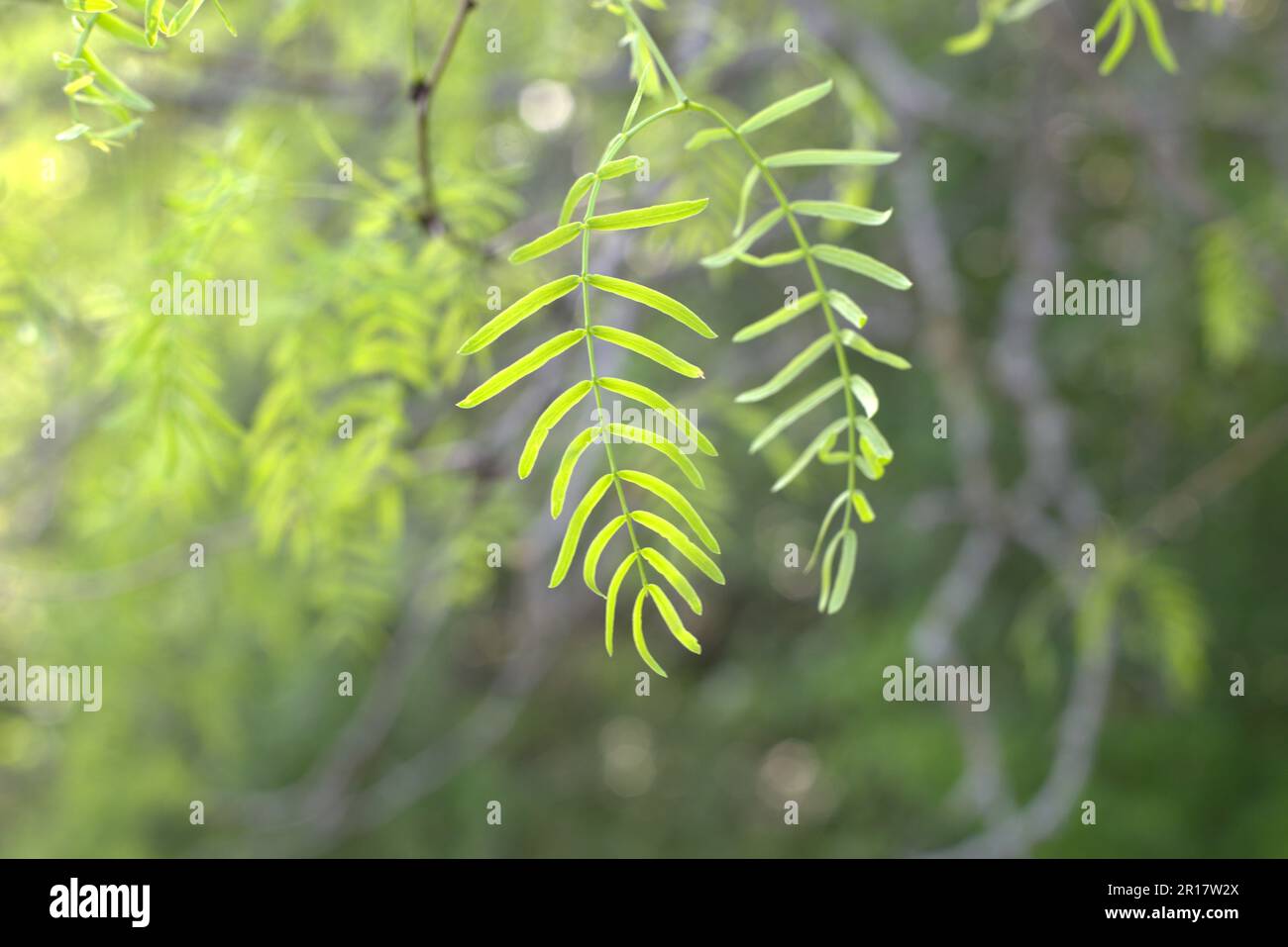 Mesquite Tree in Texas am sonnigen Tag Stockfoto
