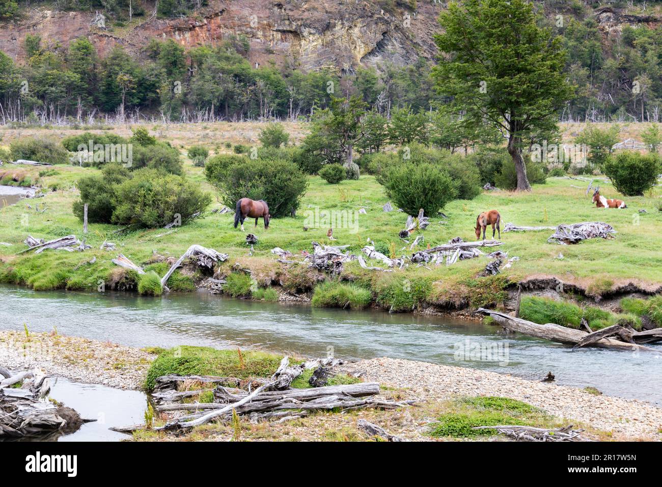 Eine Gruppe von Pferden, die durch den Nationalpark Tierra del Fuego Rennen Stockfoto