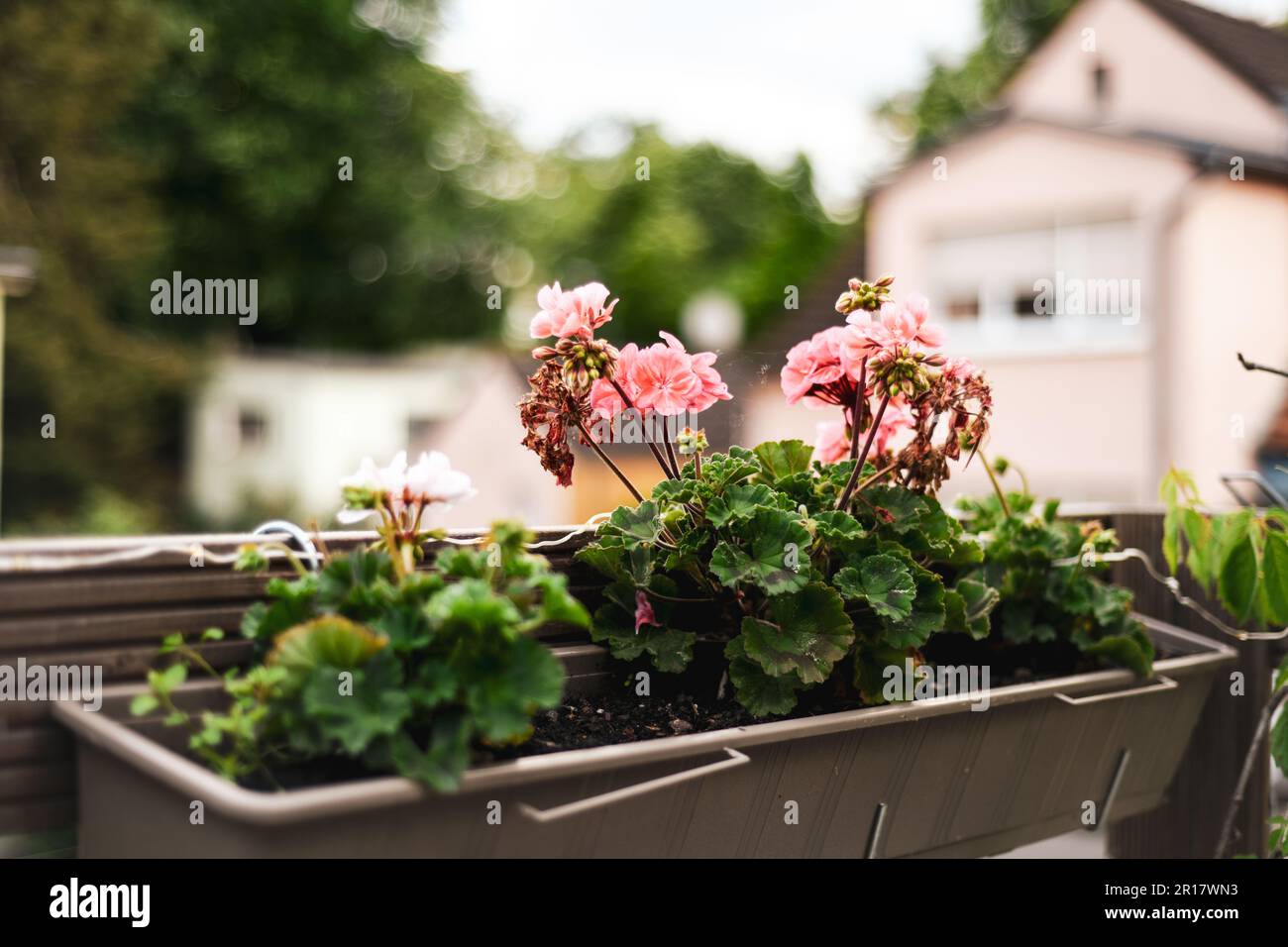 geraniumblumen im Balkongarten im deutschen Dorfsommer Stockfoto