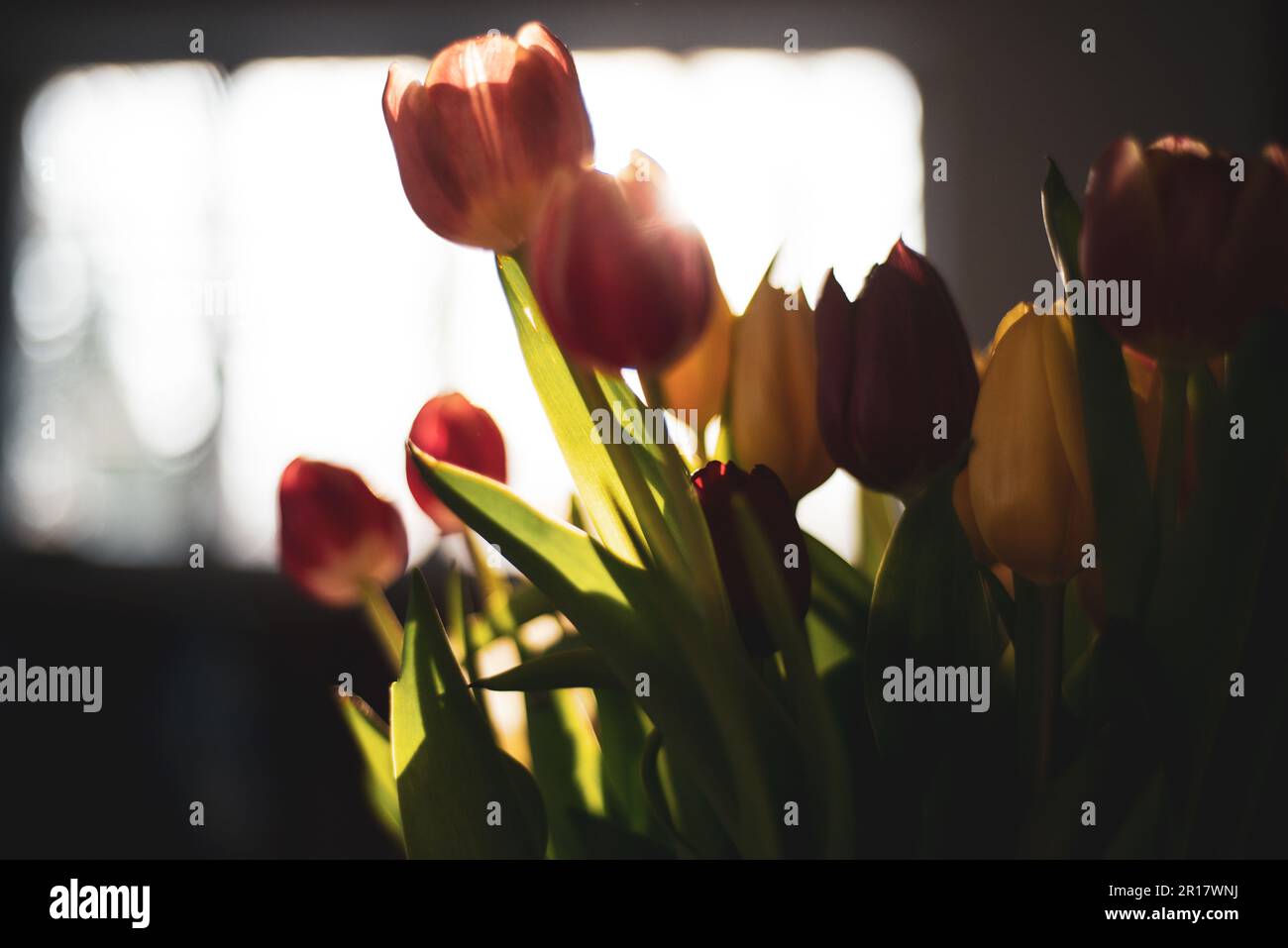 Weicher Fokus warmes Licht scheint durch Tulpenblüten zu Hause Stockfoto