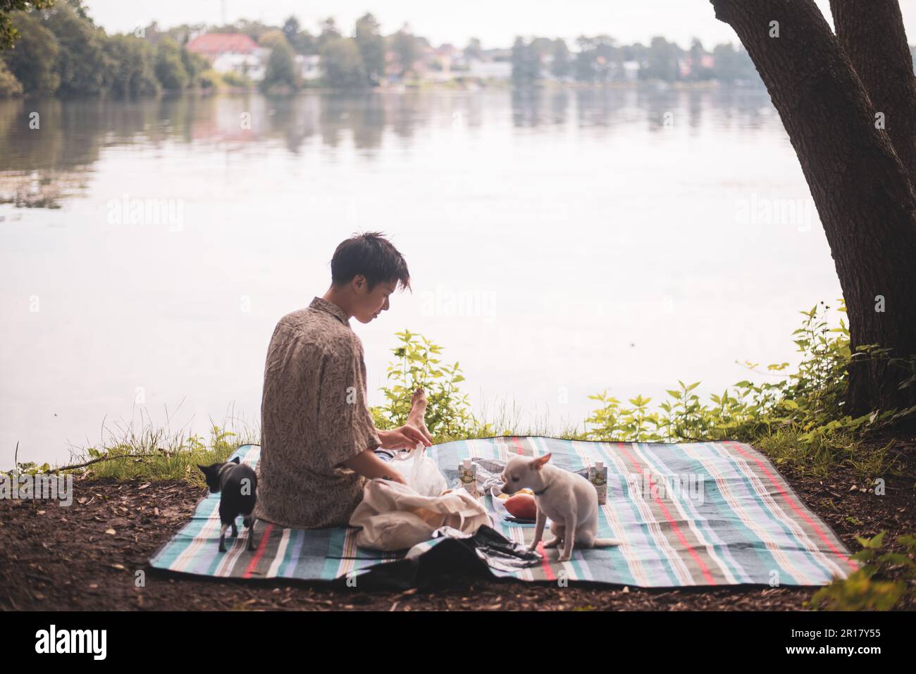 Der Hund auf einer Picknickdecke unter einem Baum am ruhigen See in deutschland Stockfoto