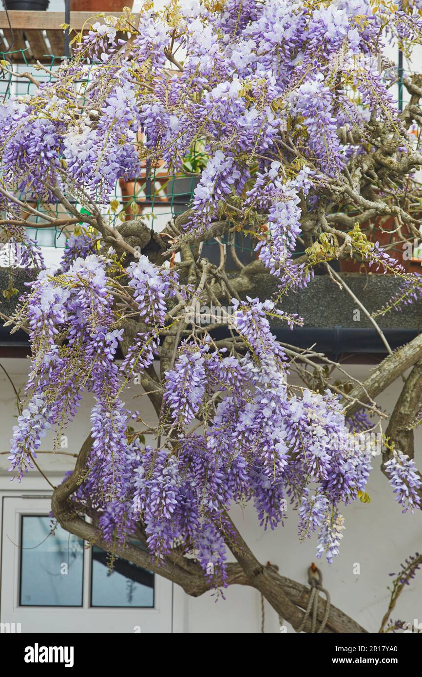 Wisteria in Blüte an einer Hauswand, im Frühsommer, Teignmouth, Devon, Großbritannien. Stockfoto