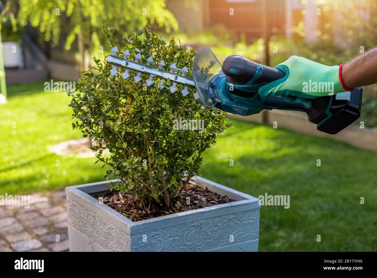 Der Gärtner schneidet und formt mit dem kabellosen Gartentrimmer Topfbuchsen. Topiare und pflanzliche Pflege Stockfoto