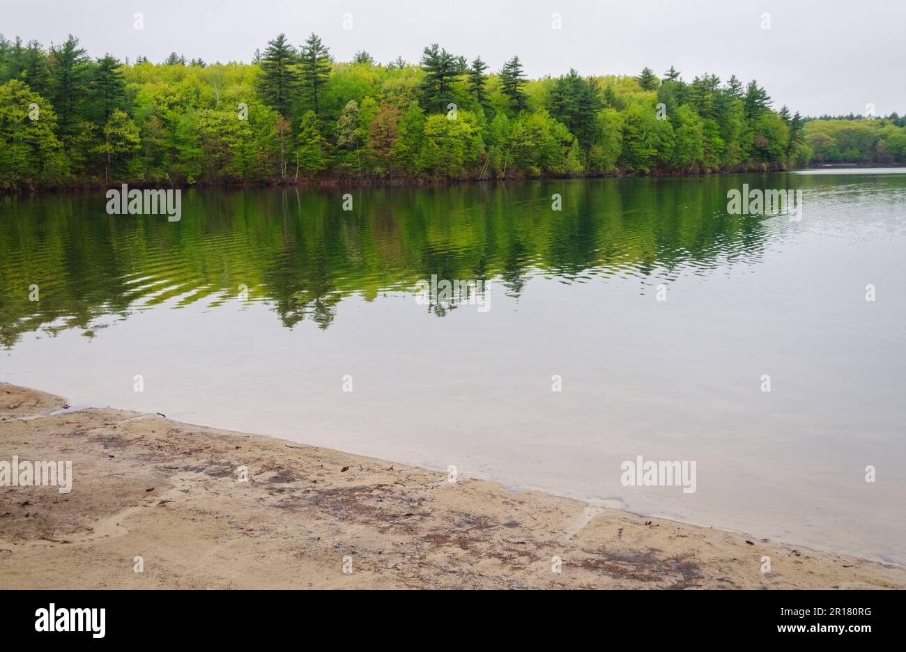 Walden Pond, berühmter Teich in Concord, Massachusetts Stockfoto