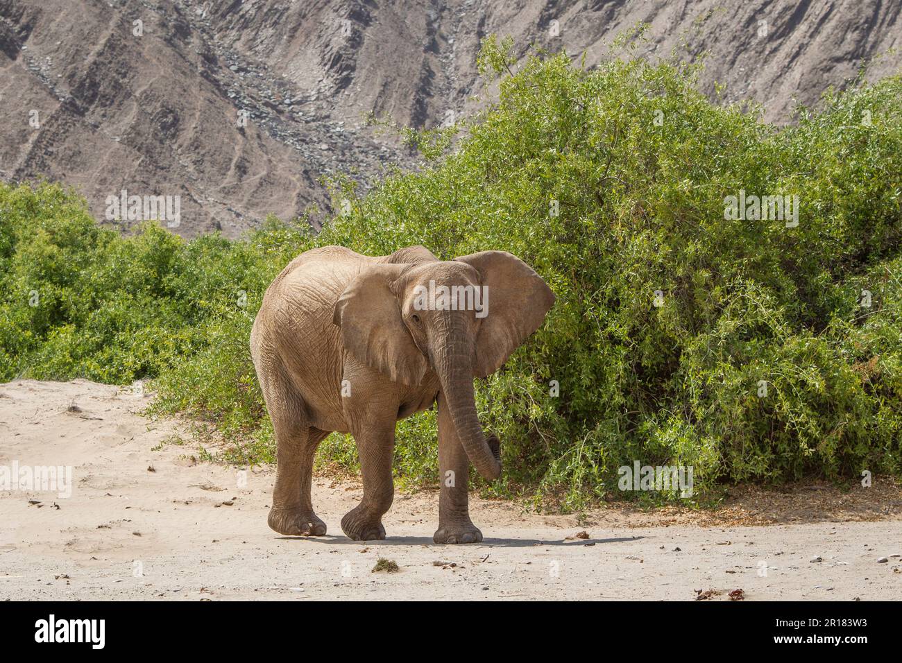 Elefantenbulle, die im trockenen Flussbett wandern. Seitenansicht des ausgewachsenen Tieres. Hoanib River, Damaraland, Namibia, Afrika Stockfoto