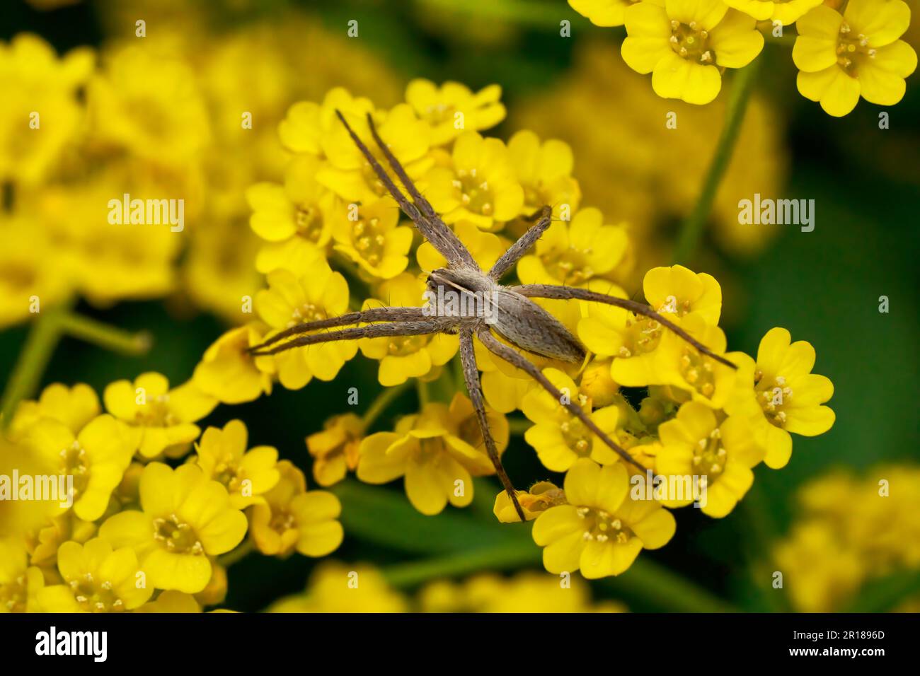 Nursery Web Spinne (Pisaura mirabilis) auf kleinen gelben Blüten des Alyssums Stockfoto