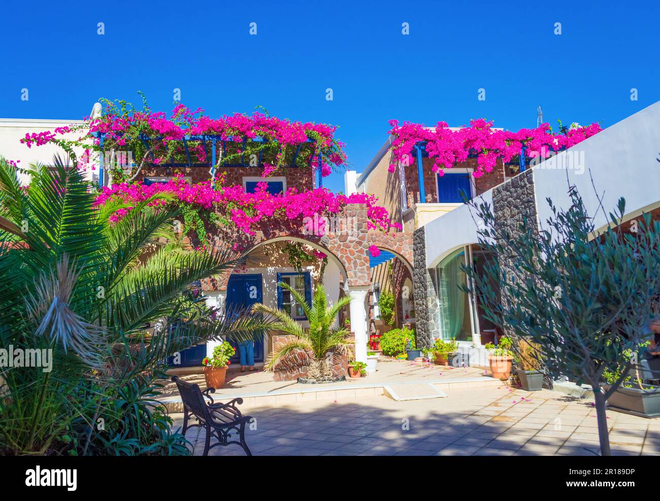 Malerische Terrasse mit blühender rosafarbener Bougainvillea Pflanze, tiefblauem Himmel und gewölbten Dächern - Kamari Dorf Santorini Insel, Griechenland Stockfoto