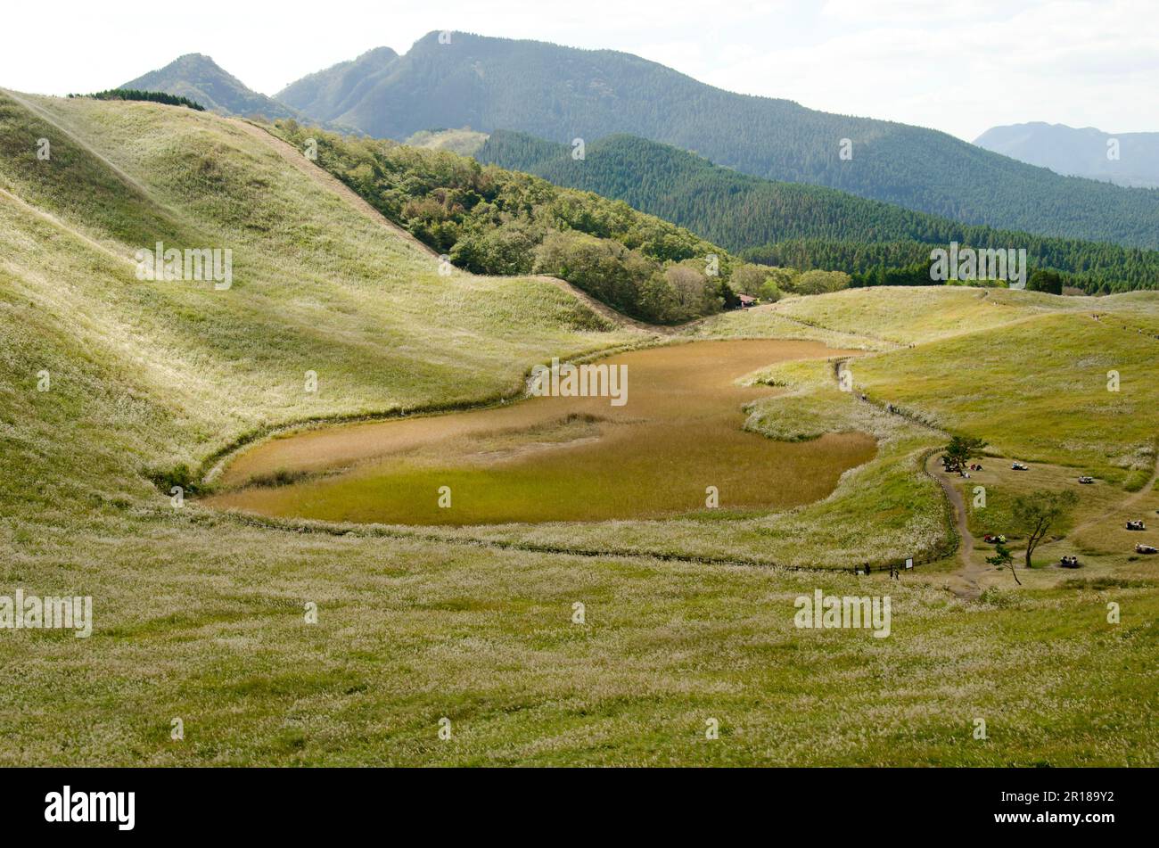 Miscanthus breitete sich durch den Grasbein aus Stockfoto