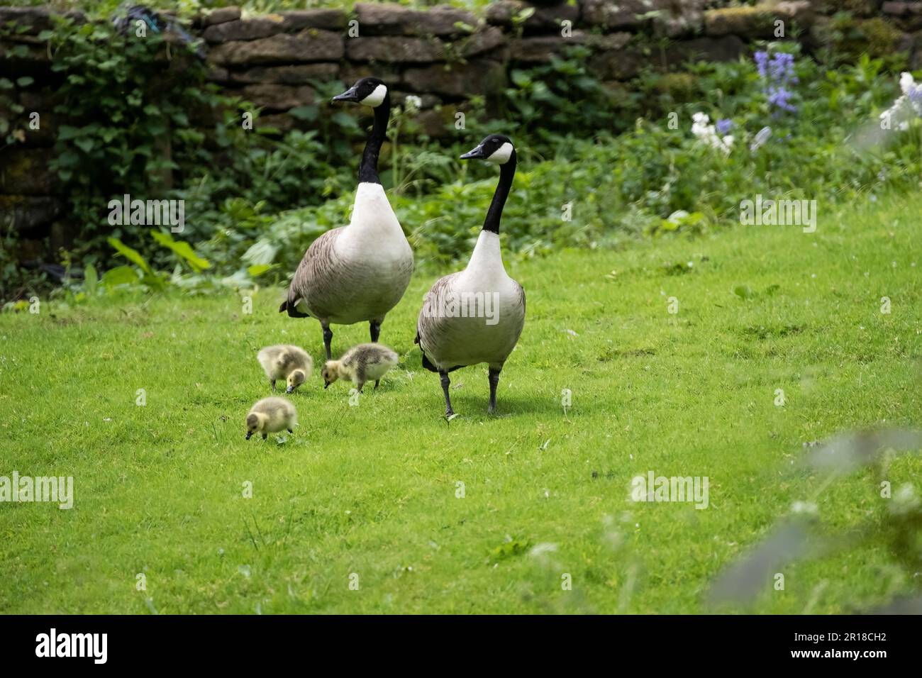 Ein Paar Kanadier-Geese-Branta-canadensis mit drei Goslings verirrt sich in einen Wohngarten in der Nähe des Magdale-Staudamms in Honley, West Yorkshire Stockfoto