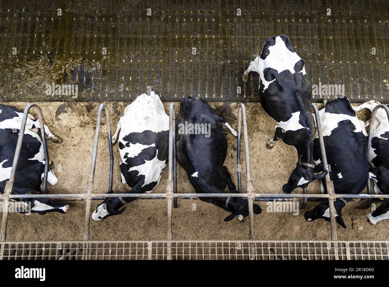MOLENLANDEN, Niederlande, 12/05/2023, Eine emissionsarme Scheune bei einem Milchbauern in Bleskensgraaf. Die technische Ausrüstung in den Ställen, mit der die Stickstoffemissionen aus Viehzuchtbetrieben verringert werden sollen, funktioniert nicht so gut wie erwartet. Dies wird in einem Entwurf einer Studie der Universität Wageningen (WUR) festgestellt. ANP JEFFREY GROENEWEG niederlande raus - belgien raus Stockfoto