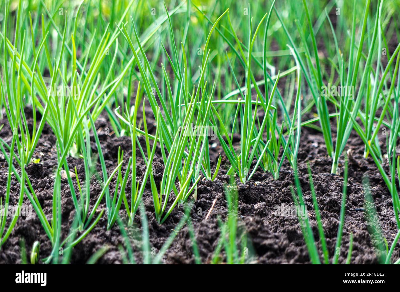 Organische grüne Zwiebelreihen im dunklen Bodengarten Stockfoto