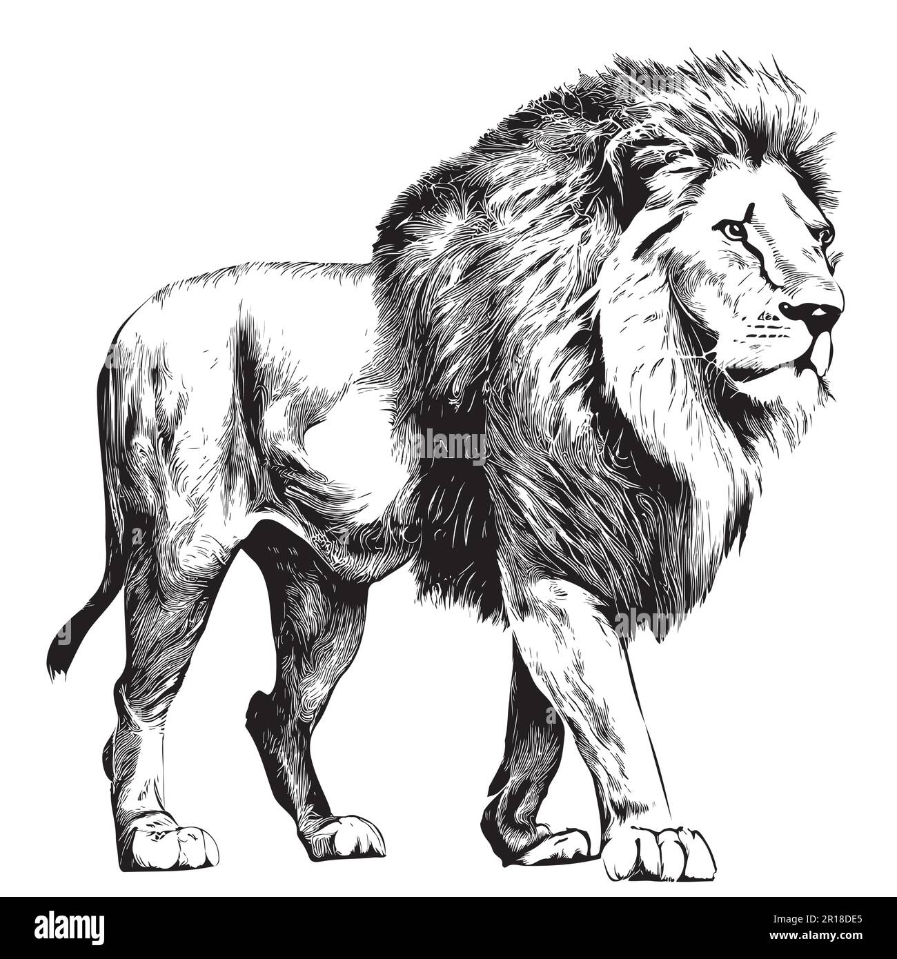 Eine Zeichnung, die von Hand gezeichnet wurde, um den Löwen zu sehen Stock Vektor