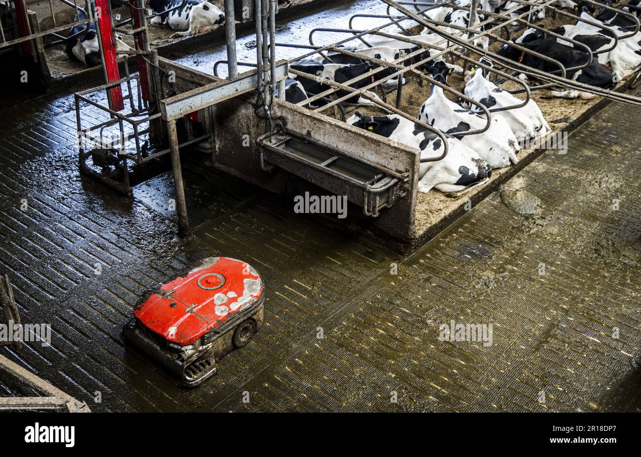 MOLENLANDEN, Niederlande, 12/05/2023, Eine emissionsarme Scheune bei einem Milchbauern in Bleskensgraaf. Die technische Ausrüstung in den Ställen, mit der die Stickstoffemissionen aus Viehzuchtbetrieben verringert werden sollen, funktioniert nicht so gut wie erwartet. Dies wird in einem Entwurf einer Studie der Universität Wageningen (WUR) festgestellt. ANP JEFFREY GROENEWEG niederlande raus - belgien raus Stockfoto