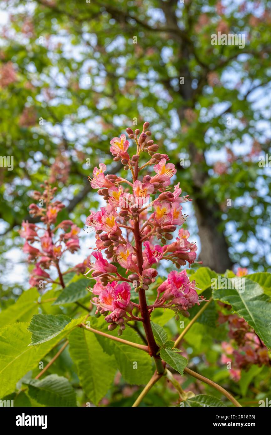 Aesculus pavia, auch bekannt als rote buckeye- oder Feuerwerksanlage (vormals Pavia rubra). Leuchtend roter blühender Baum in voller Blüte im Frühling, stehend Tal Stockfoto